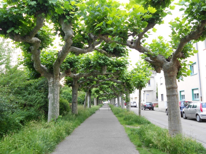 Back in Speyer - Feuerbach Park trees loveliness. 