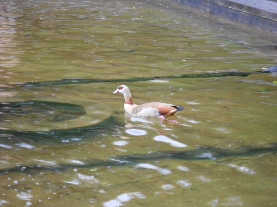 And this duck in a park - who we named "Red Eye Magoo"